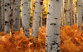 Árvores de vidoeiro, floresta, outono HD Papéis de Parede
