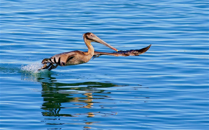 Vôo do pássaro na superfície do lago Papéis de Parede, imagem