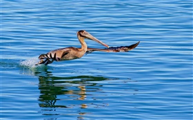 Vôo do pássaro na superfície do lago