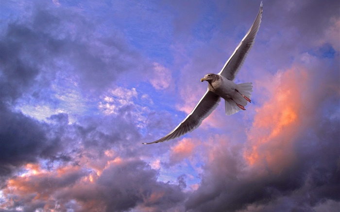 Pássaro voando céu, sol, nuvens Papéis de Parede, imagem