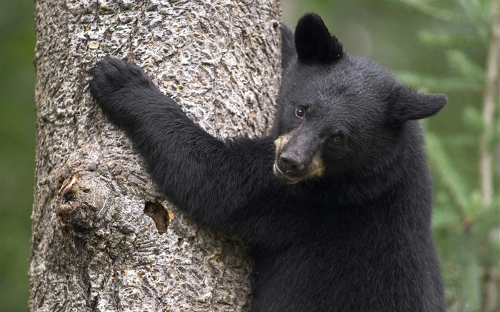 árvore de escalada do urso preto Papéis de Parede, imagem