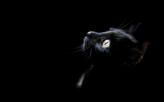 gato preto, fundo preto Papéis de Parede, imagem