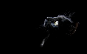 gato preto, fundo preto HD Papéis de Parede