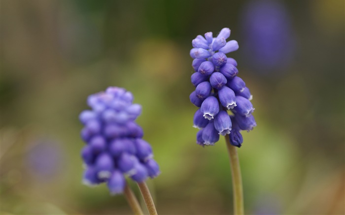 Azul do jacinto de uva flor, borrão Papéis de Parede, imagem