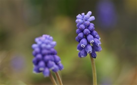 Azul do jacinto de uva flor, borrão HD Papéis de Parede