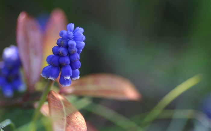 flor jacinto azul close-up Papéis de Parede, imagem