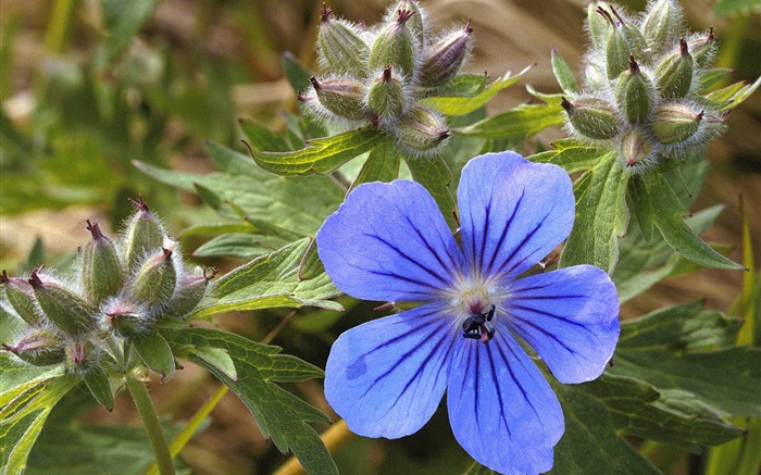 Azul pequena flor close-up Papéis de Parede, imagem