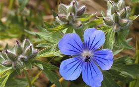 Azul pequena flor close-up HD Papéis de Parede