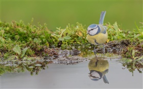 tit azul, pássaro close-up, reflexão da água