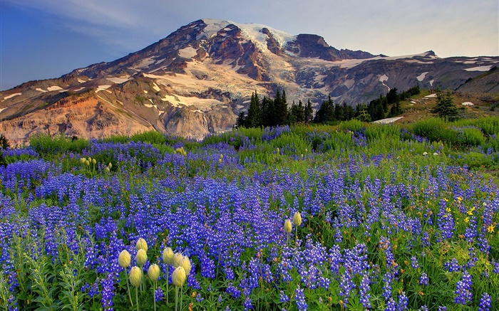flores silvestres azul, montanhas Papéis de Parede, imagem