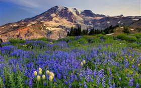 flores silvestres azul, montanhas HD Papéis de Parede