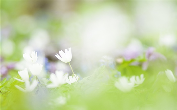 borrão, flores brancas fotografia Papéis de Parede, imagem