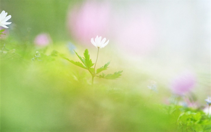 Fotografia Blur, flor branca Papéis de Parede, imagem