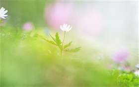 Fotografia Blur, flor branca HD Papéis de Parede