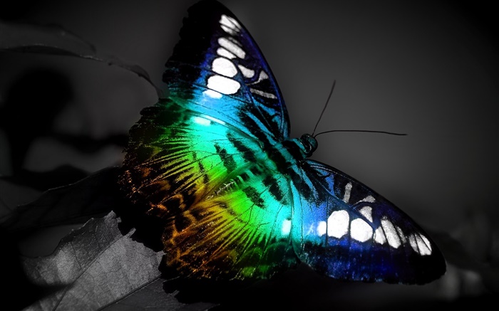 macro borboleta, cores azul Papéis de Parede, imagem