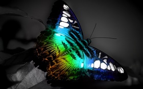 macro borboleta, cores azul