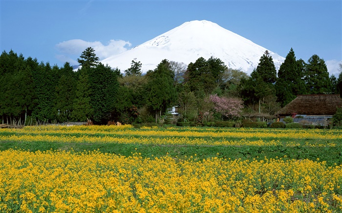 Canola campo de flores, árvores, Monte Fuji, Japão Papéis de Parede, imagem