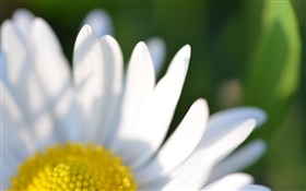 Flor da camomila pétalas branco macro fotografia