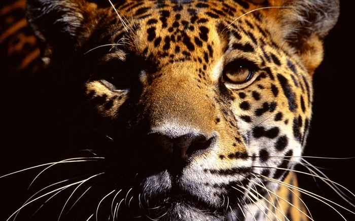 Cheetah rosto fotografia close-up Papéis de Parede, imagem
