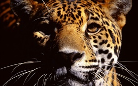 Cheetah rosto fotografia close-up HD Papéis de Parede