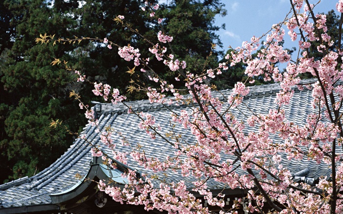 flor de cerejeira, parque, Tóquio, Japão Papéis de Parede, imagem