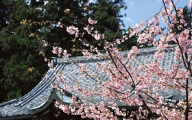 flor de cerejeira, parque, Tóquio, Japão HD Papéis de Parede