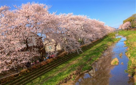flores de cerejeira, flor, canal, casa, primavera HD Papéis de Parede