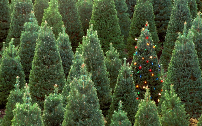 árvores de Natal, luzes Papéis de Parede, imagem