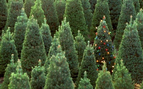 árvores de Natal, luzes HD Papéis de Parede