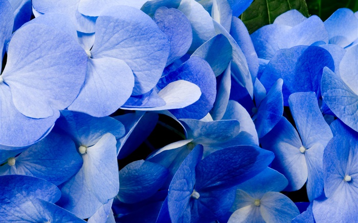 Close-up da hortênsia azul Papéis de Parede, imagem