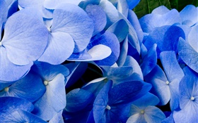 Close-up da hortênsia azul HD Papéis de Parede