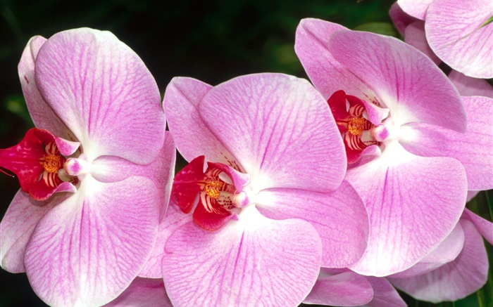 Close up de orquídeas borboleta, pétalas de rosa Papéis de Parede, imagem