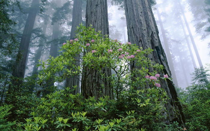 Costa Redwood, rododendro, Parque Nacional de Redwood, Califórnia, EUA Papéis de Parede, imagem