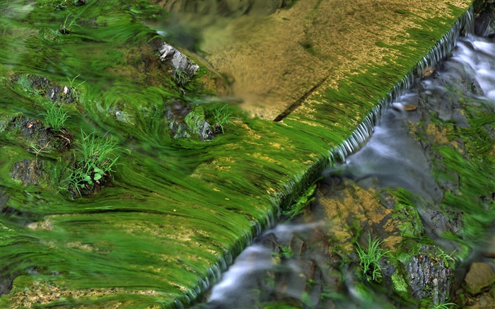 Creek, musgo, água Papéis de Parede, imagem