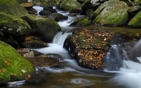 Creek, pedras, folhas vermelhas, outono