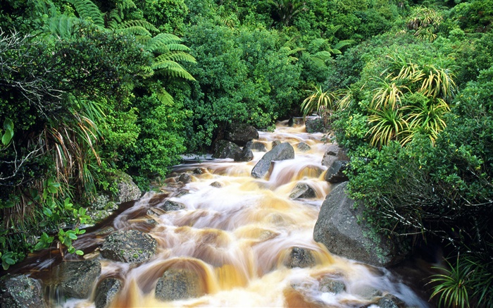 Creek, pedras, arbustos, verde Papéis de Parede, imagem