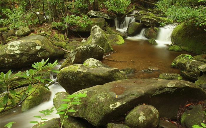 Creek, verão, parque nacional de Great Smoky Mountains, Tennessee, EUA Papéis de Parede, imagem