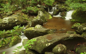Creek, verão, parque nacional de Great Smoky Mountains, Tennessee, EUA HD Papéis de Parede