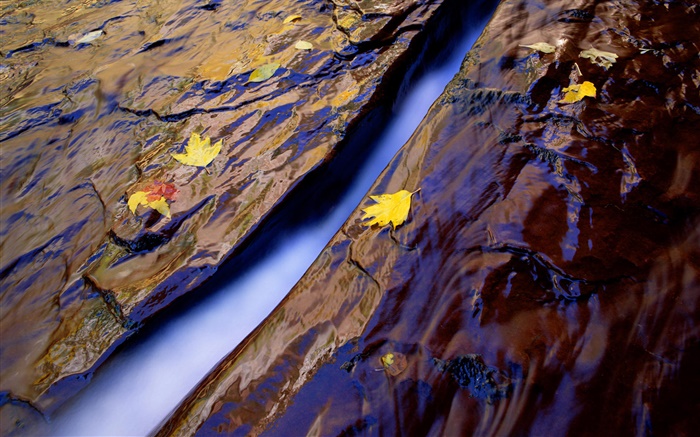 Angra, água, rochas, folhas amarelas Papéis de Parede, imagem