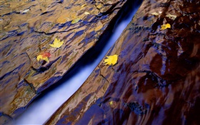 Angra, água, rochas, folhas amarelas HD Papéis de Parede