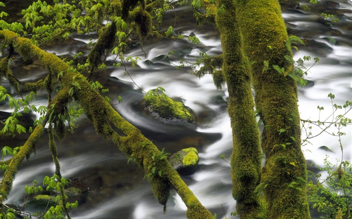 Angra, água, árvore, musgo verde Papéis de Parede, imagem