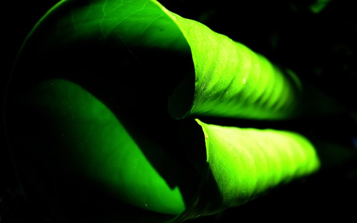 folha verde Curly close-up Papéis de Parede, imagem