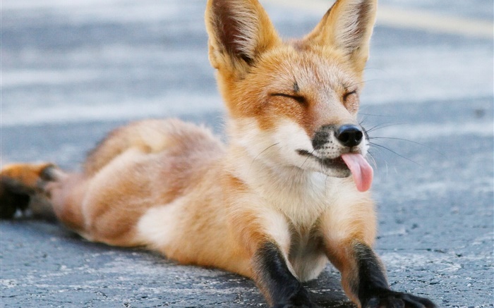 Fox bonito, de olhos fechados, língua, patas Papéis de Parede, imagem