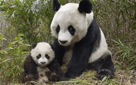 panda bonito, mãe e filhote HD Papéis de Parede
