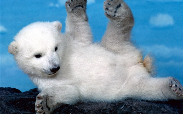 filhote de urso polar branco bonito Papéis de Parede, imagem