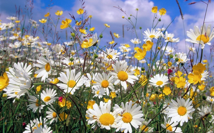 Daisy flores, pétalas brancas, céu azul Papéis de Parede, imagem