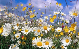 Daisy flores, pétalas brancas, céu azul HD Papéis de Parede