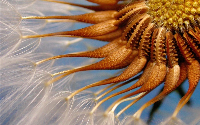 tentáculos Dandelion close up Papéis de Parede, imagem