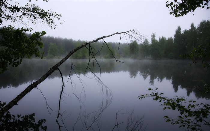 Amanhecer, lagoa, floresta, árvores, nevoeiro Papéis de Parede, imagem