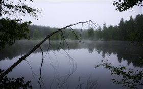Amanhecer, lagoa, floresta, árvores, nevoeiro HD Papéis de Parede